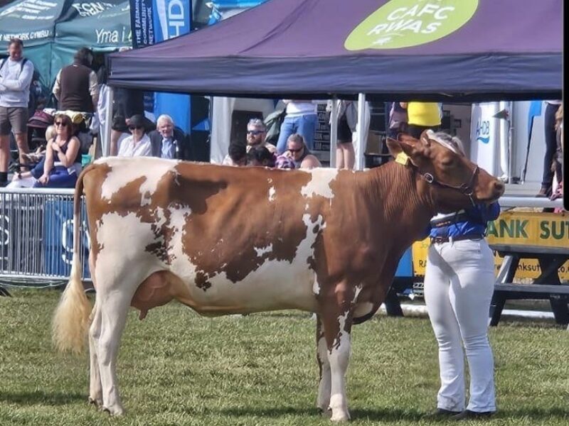 Gwynnog Hawaiian Linnet 2