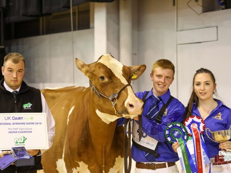 Heifer Champion