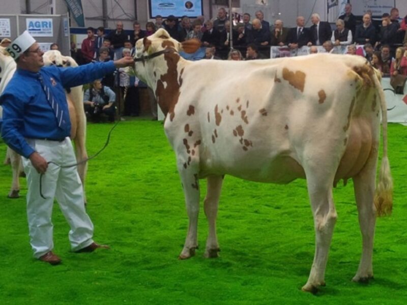 Heifer Champion - Brieryside Pearlstone Swan (Brieryside Pearlstone) - G Lawrie & Sons