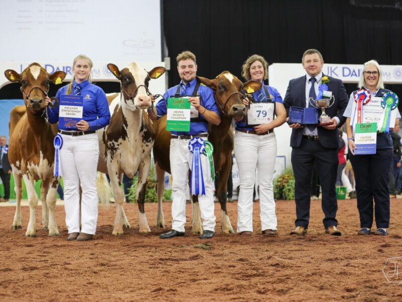 Heifer Championship winners