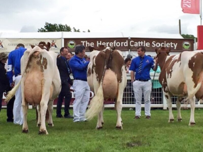(L to R): Champion: Brieryside Executive Sparky 7. Reserve: Halmyre Urr Louise 254 Hon. Mention: Cuthill Towers Radar Ray 13