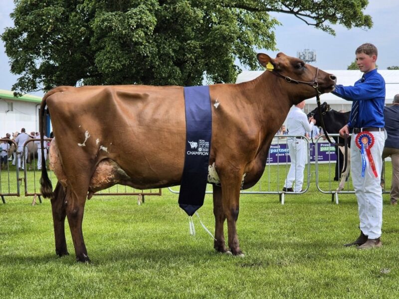 Champion - Swaites Bright Spark 11