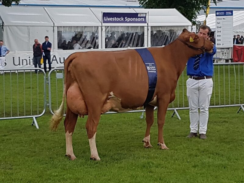 Breed Champion - Cuthill Towers Highland Bloom