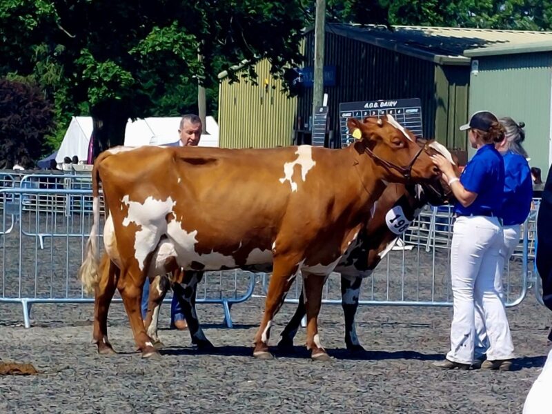 Douglas's Corafamous