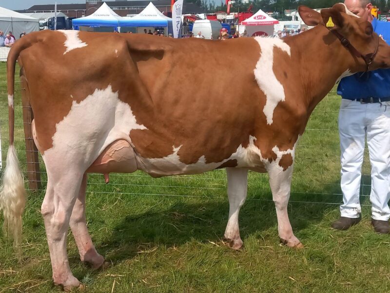 Harperfield Irene 61