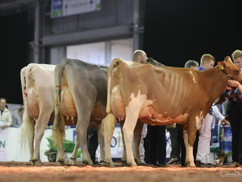 Allstar Provider Honesty takes Interbreed Heifer Champion