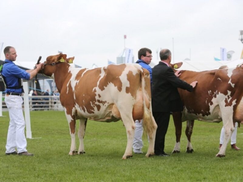Junior Cow in-Milk Class