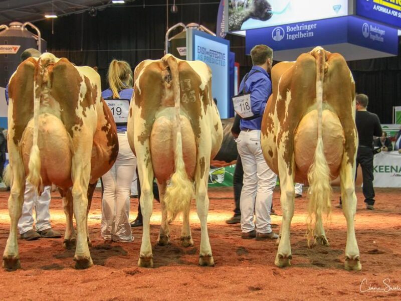 A strong class of junior cows won by Cuthill Towers Harrys Miss Blondie