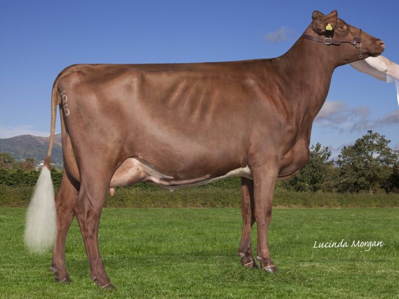 Interbreed Heifer Champion Rhos Cacyked Dancer
