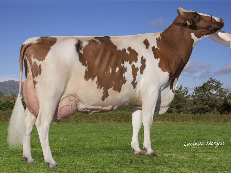 Breed Champion Sandyford Dreamy Bella