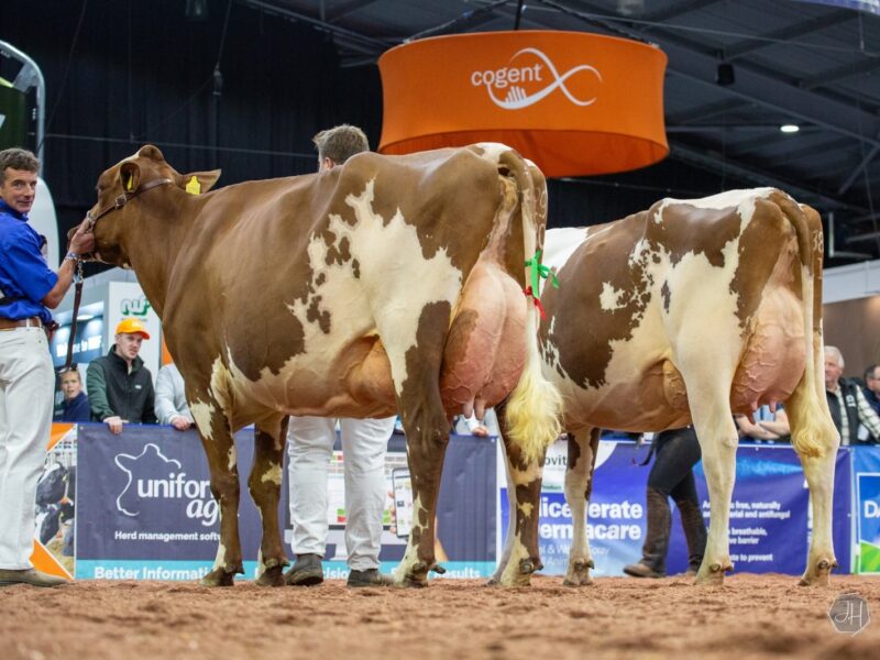 BRITISH RED AND WHITE CHAMPION 2025