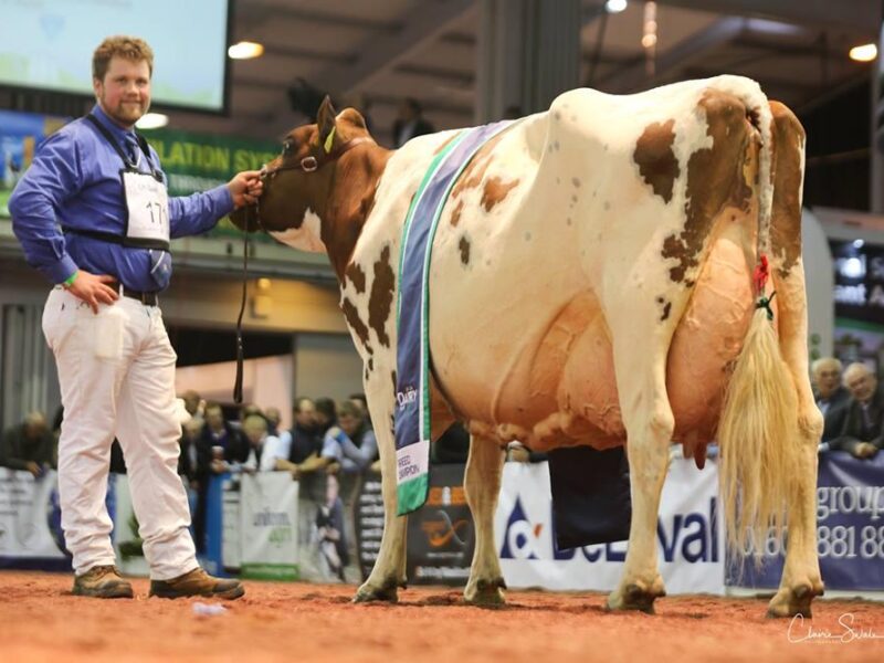 National Ayrshire Show Champion Halmyre Urr Mayflower 140