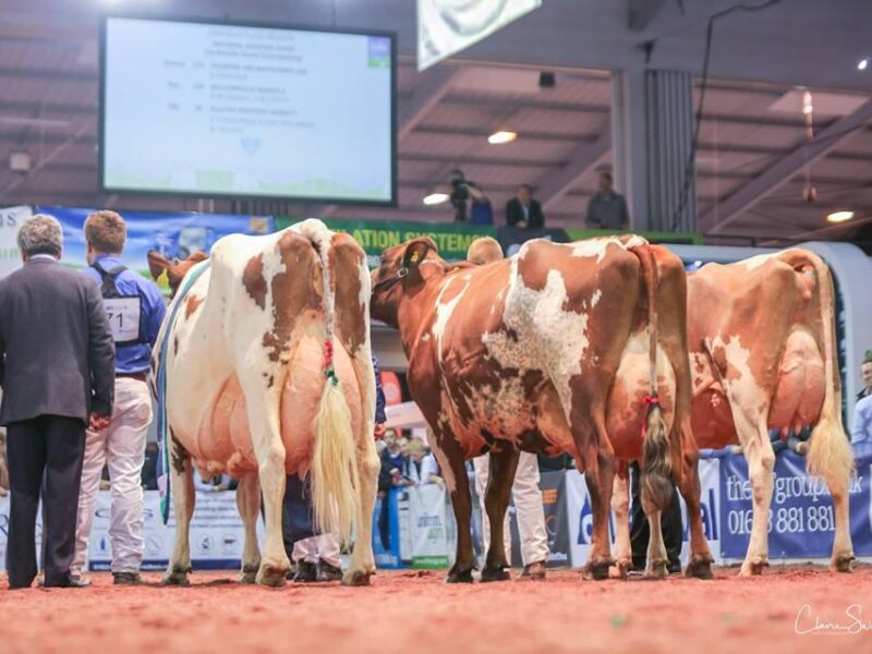 L to R Champion, Reserve and Honourable Mention