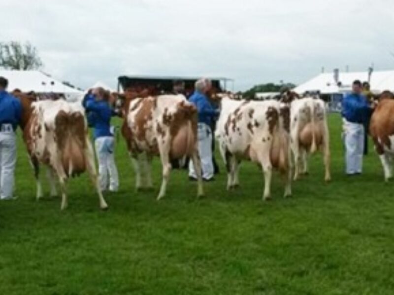 Pairs Class At This Year's Show