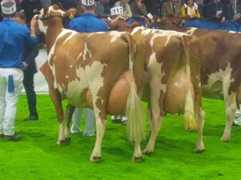 Pictured left - this year's Ayrshire champion -  Cuthill Towers White Patch 11 EX 91 (Lagace Modem) - A & S Lawrie