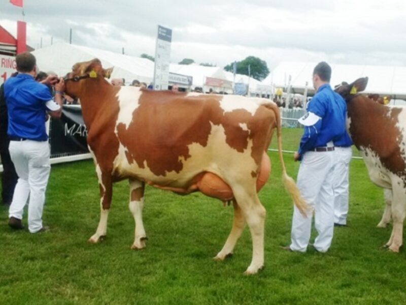 Red & White Champion - Cuthill Towers Classic Ellie VG 88 (Poos Stadel Classic) - A & S Lawrie