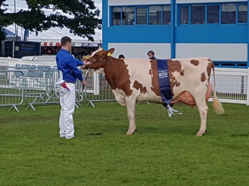British Red and White Champion Redsky Ladd Delight