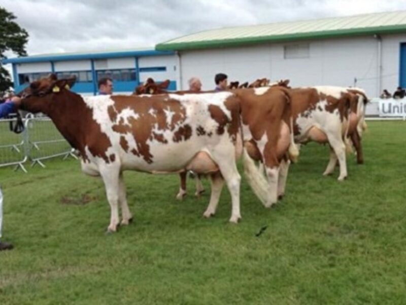 Reserve Champion - Halmyre Urr Louise 254 pictured with Keith Davidson