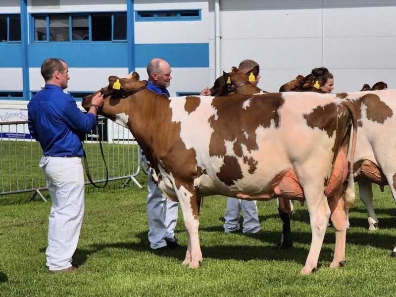 Reserve Champion - Cuthill Towers Hail Snowdrop 3