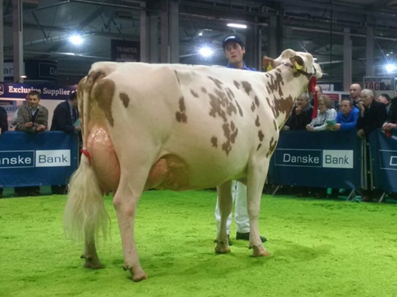 Champion Ayrshire - Cuthill Towers Pam 30 (Cuthill Towers White Knight) - C Keenan