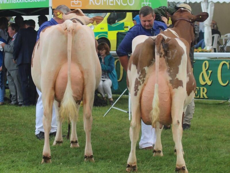 L to R Champion Sandyford Lucky Florrie and Reserve Willhome Ristourn Mary 2