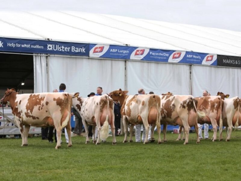 Senior Cow in-Milk class