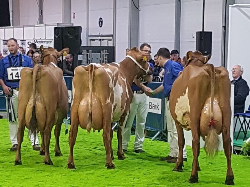L to R Champion Ardmore Janet 110, Ardmore Orphan 117, Threemile Pretty Rock