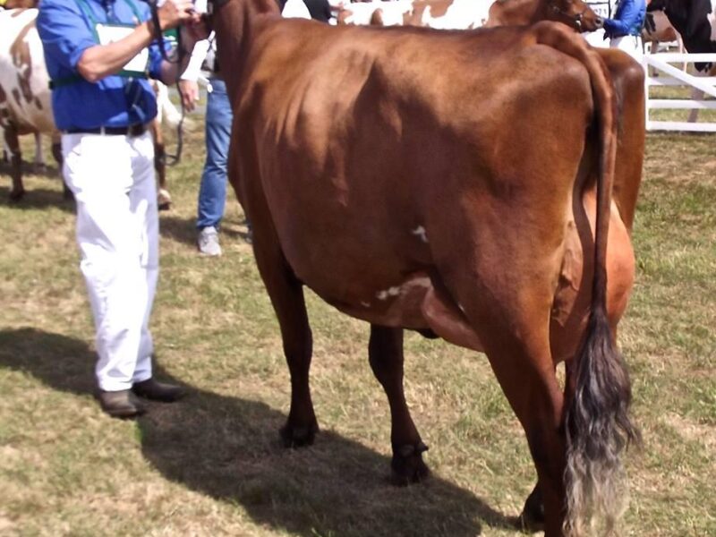 Reserve Interbreed Heifer. Willowfields June 2