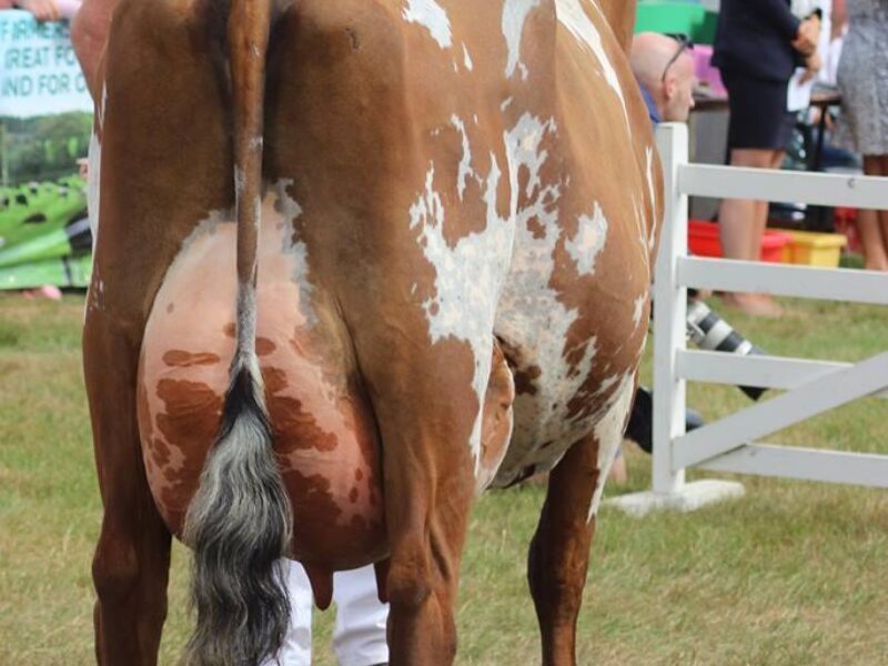 Interbreed Dairy Champion at the Great Yorkshire Show. Willowfields Winnie 2
