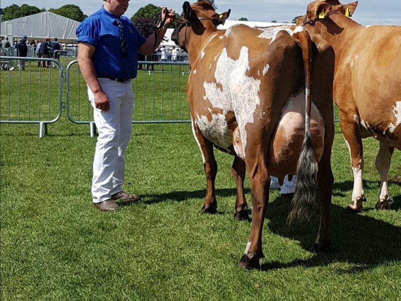 Breed Champion Willowfields Winnie 2