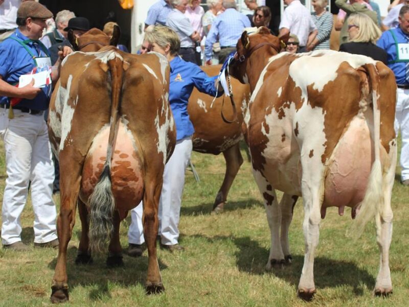 L to R Champion Willowfields Winnie 2 and Reserve Champion Harperfield Sandy Rose