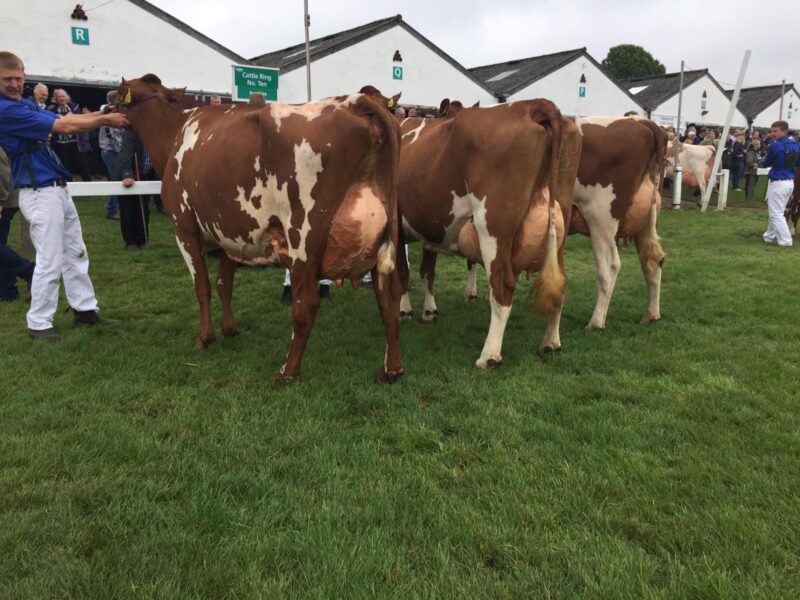 Champion Line Up