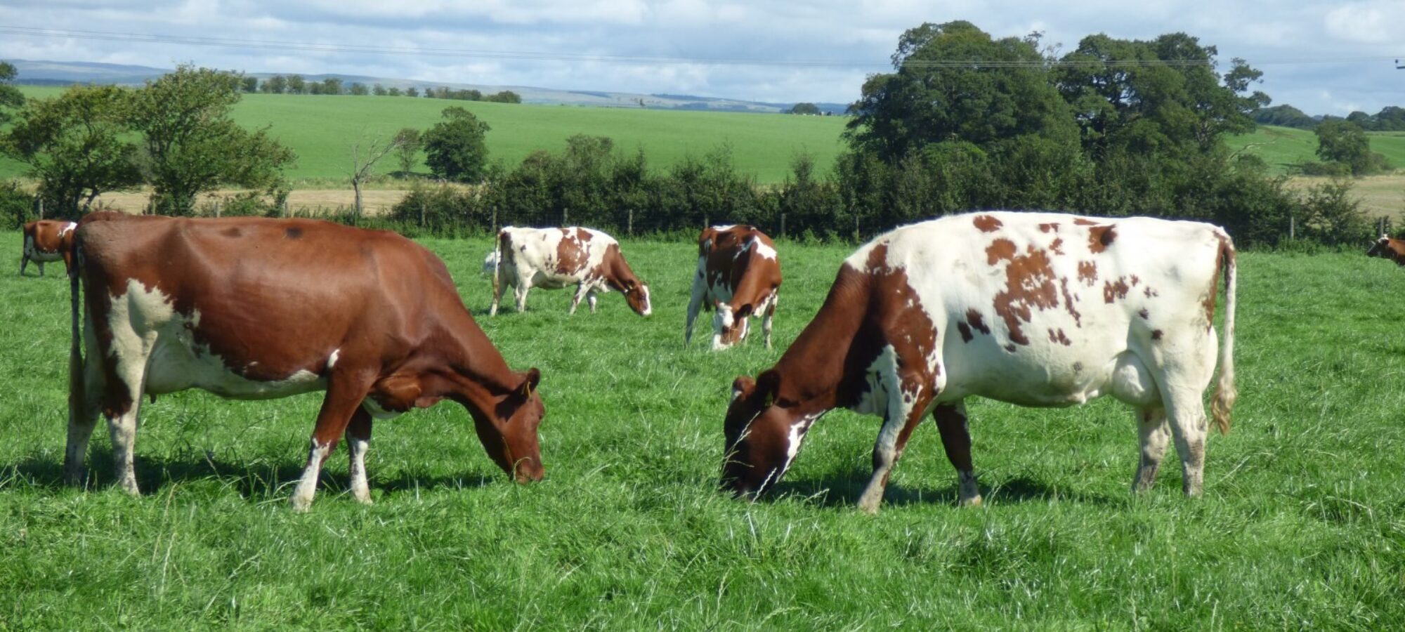 Middle Herd of Pure & Blended Ayrshires
