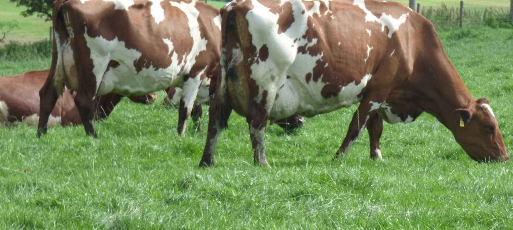 Some of the Great Cows on offer in the Middle Sale