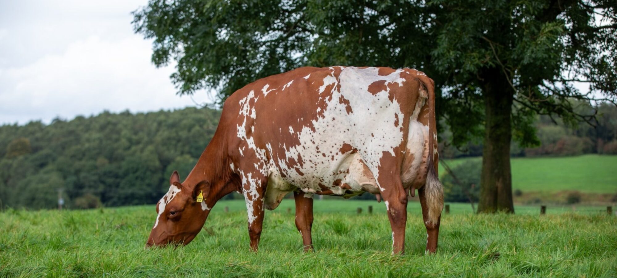 Middle Jean KM 2 EX92