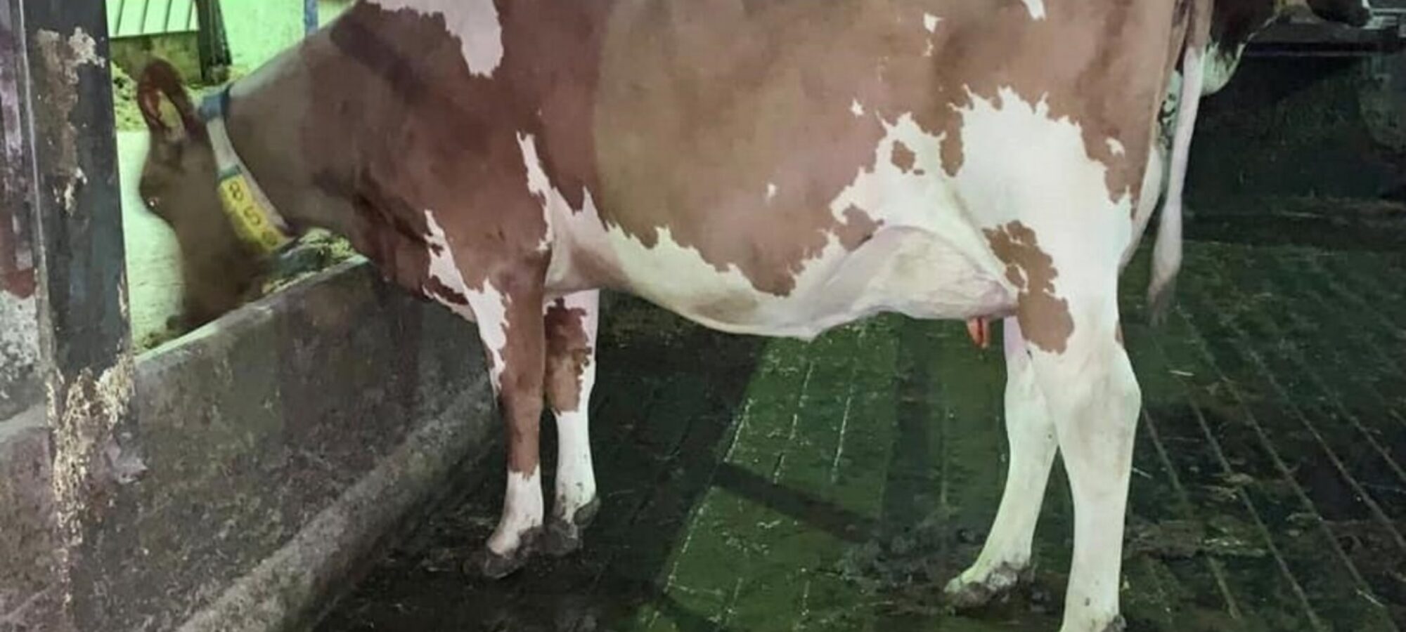A daughter of Rosehill Vitality in the Cuthill Towers Herd