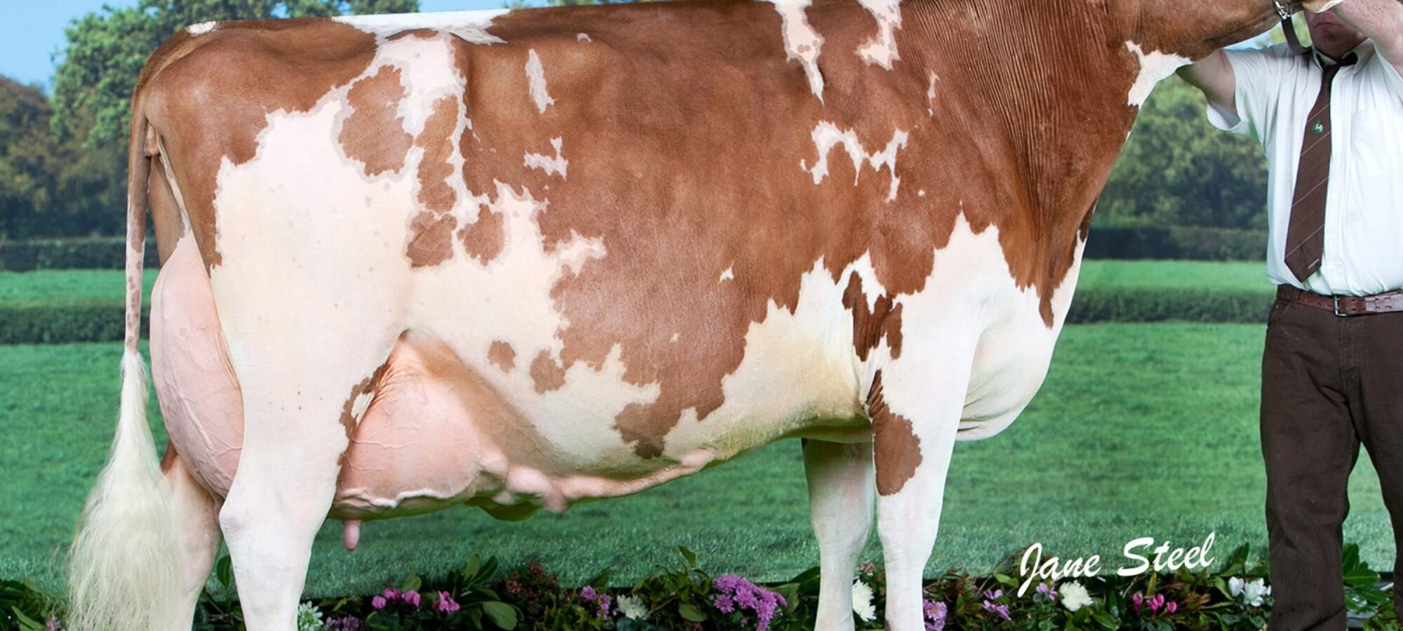 Sandyford Clover 10 EX97 8E, Agriscot Super Cow of the decade as voted by readers of The Scottish Farmer