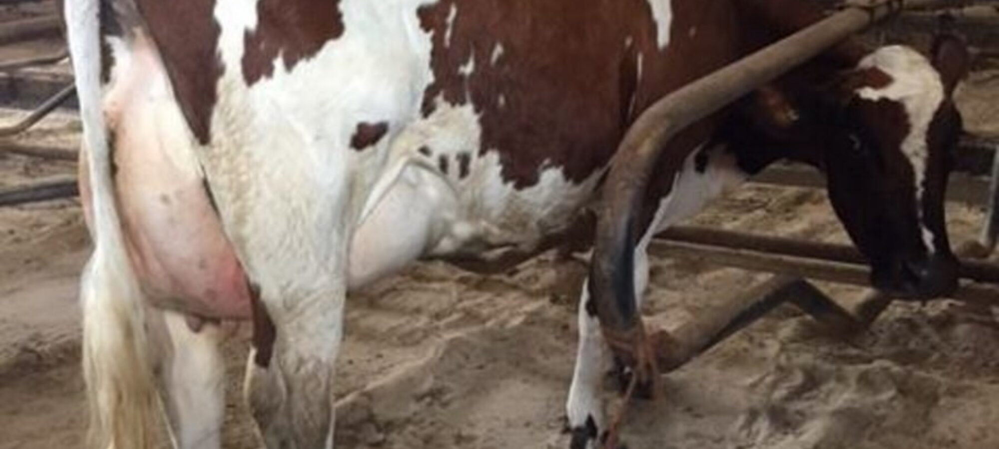 Butterbesley Obliques May - sired by Hilltown Oblique