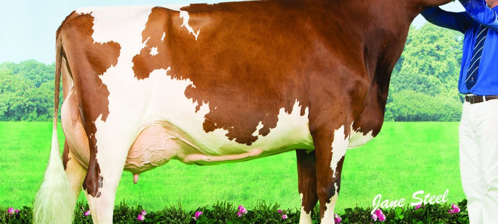 The dam of Swaites Dermott - Swaites Dilly 4 EX91