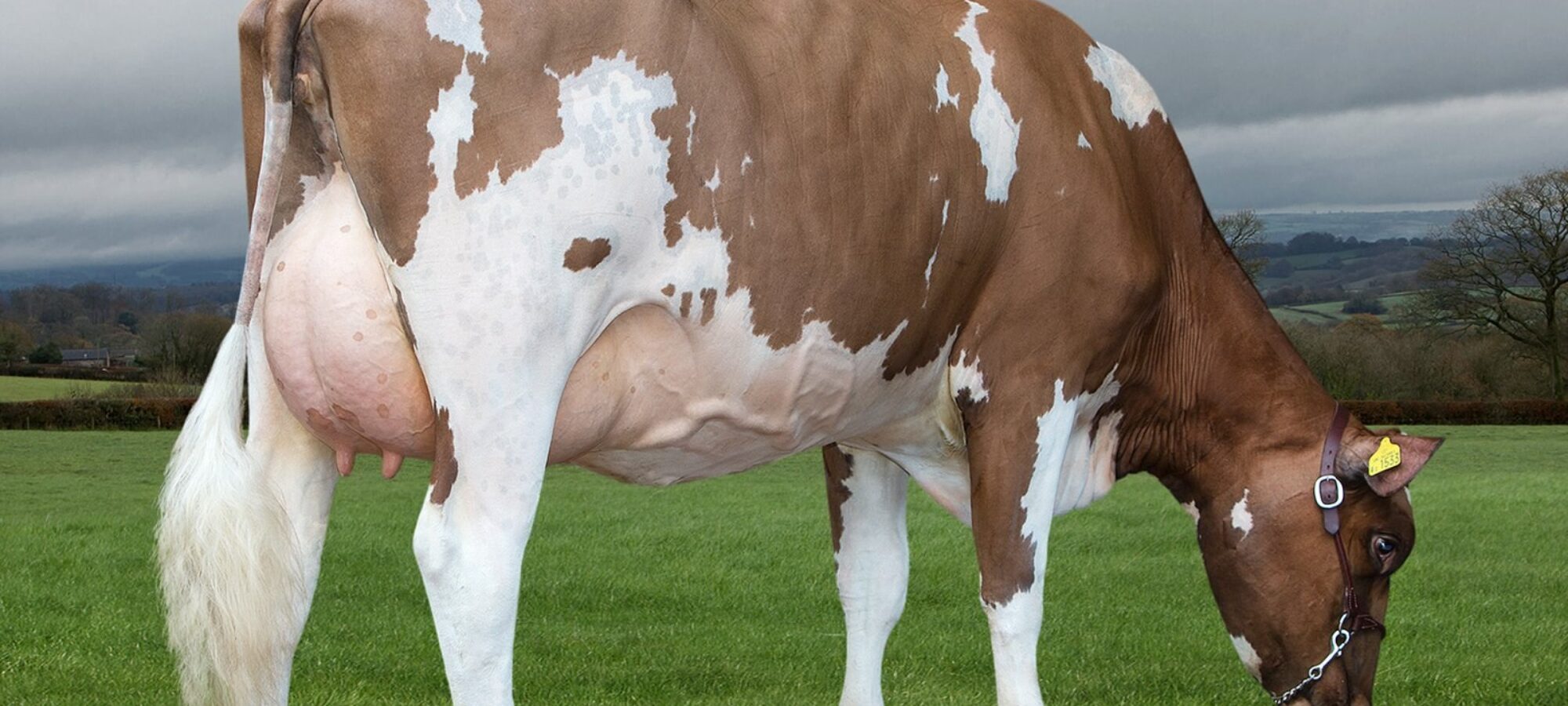 Hilltown Oblique Daughter - Butterbesley Obliques May