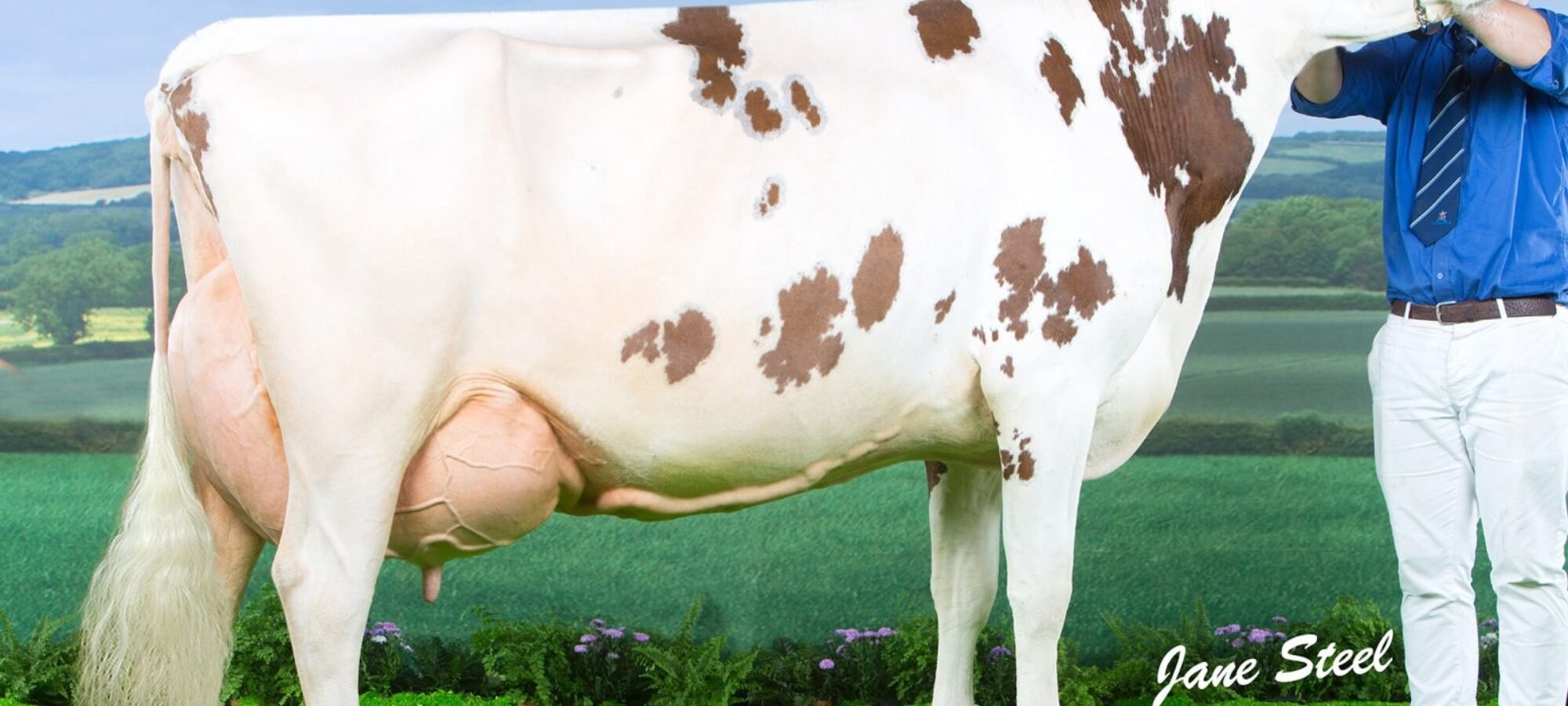 Cuthill Towers Crown Ray EX 91
