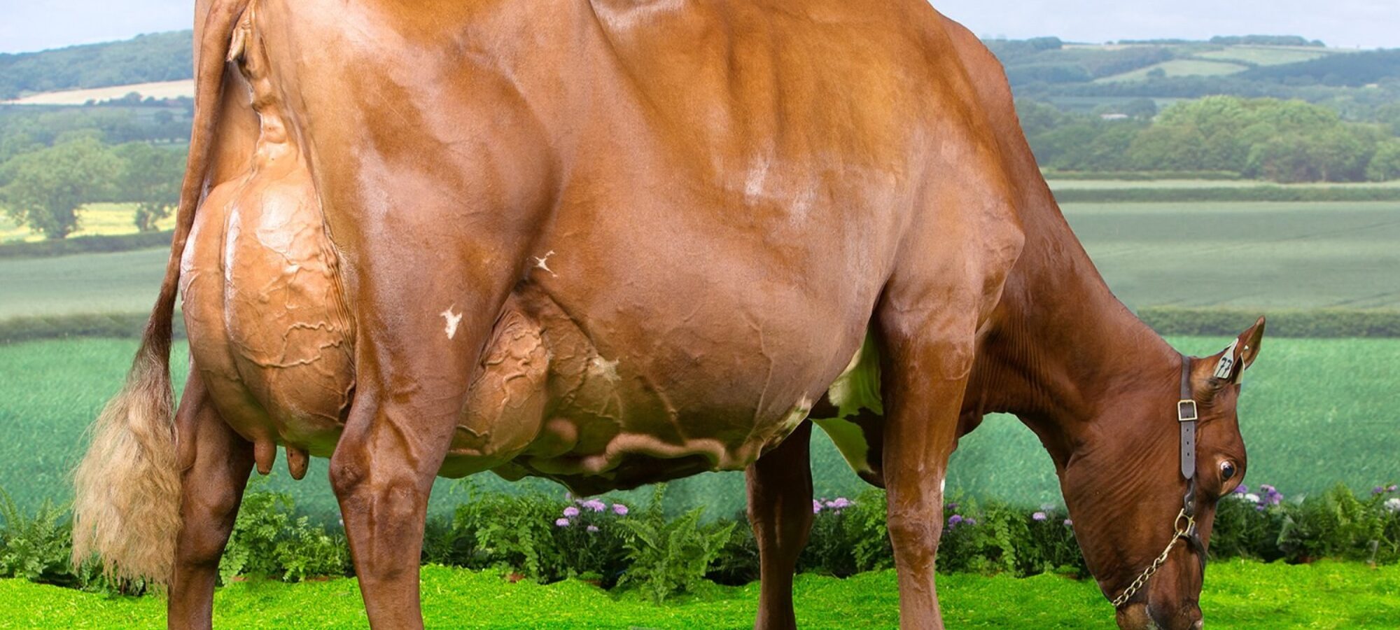 Horseclose Joanna - Dam of Horseclose Joanna 6 ET