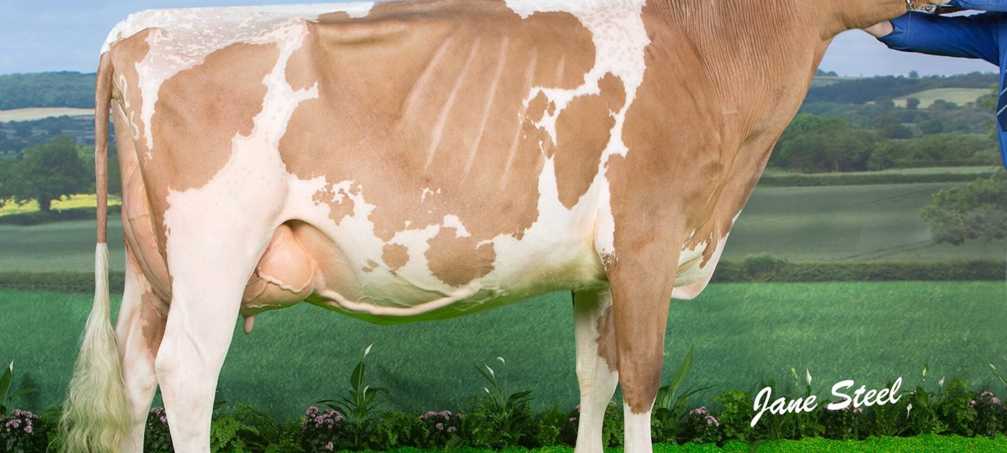 Sandyford Vitality Queenie VG86 2yo - 1st place Millking Heifer at the UK Dairy Expo