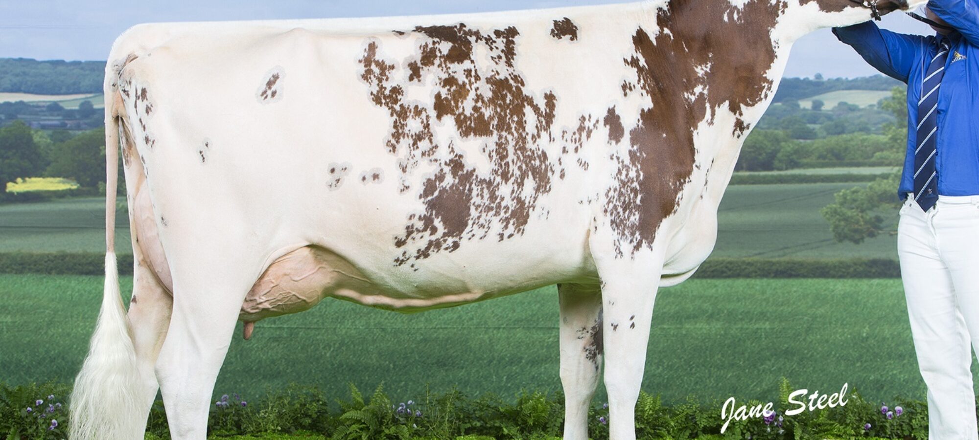 Bigginvale Buttermilk sired by Cuthill Towers Madison