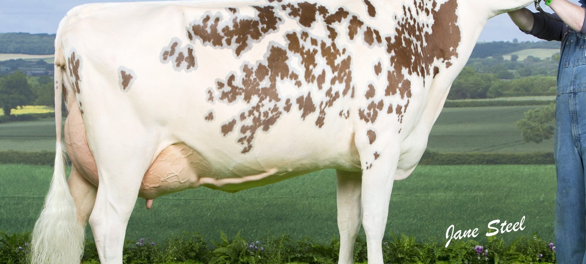 Hunnington Sailor Girl - Sired by Hunnington Admiral