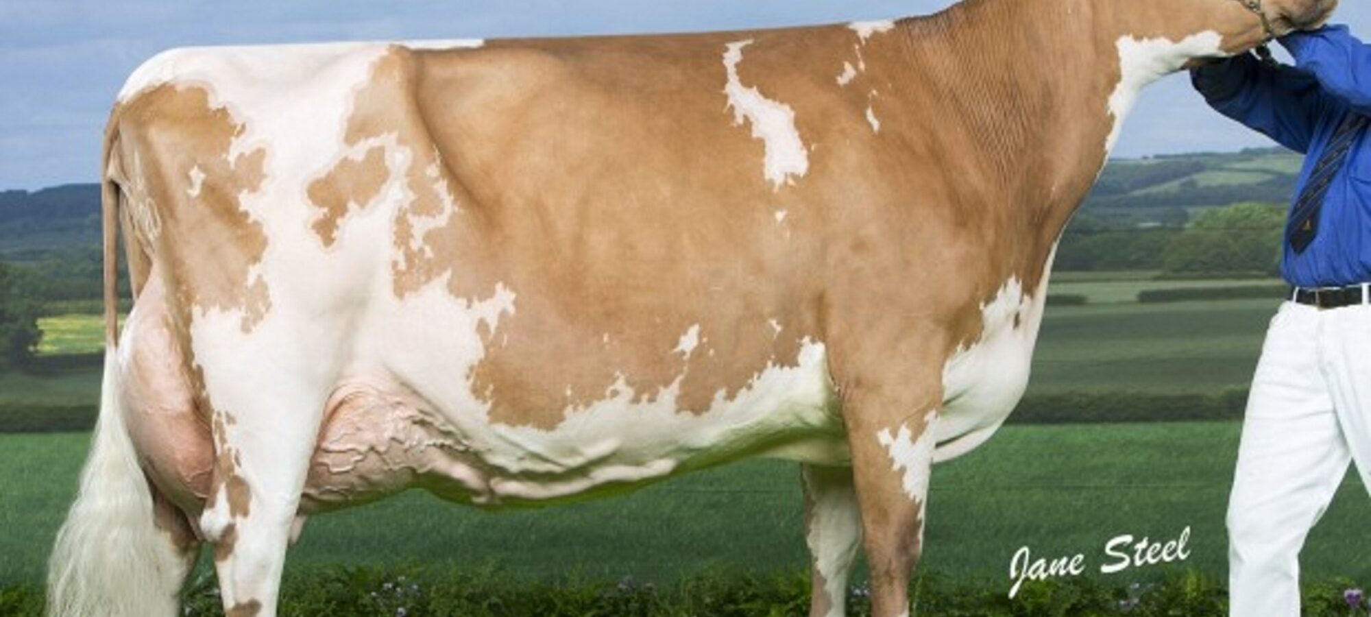Milllford Lark who is sired by Mccornick Nelson