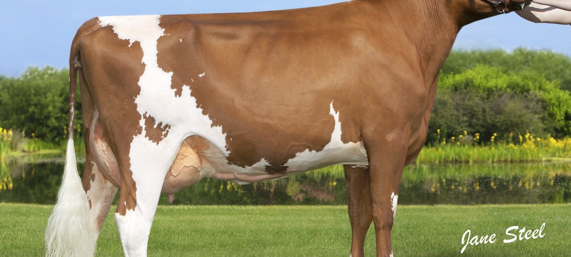 Sandersons Skyfall Justine - Daughter of Troutbeck Skyfall