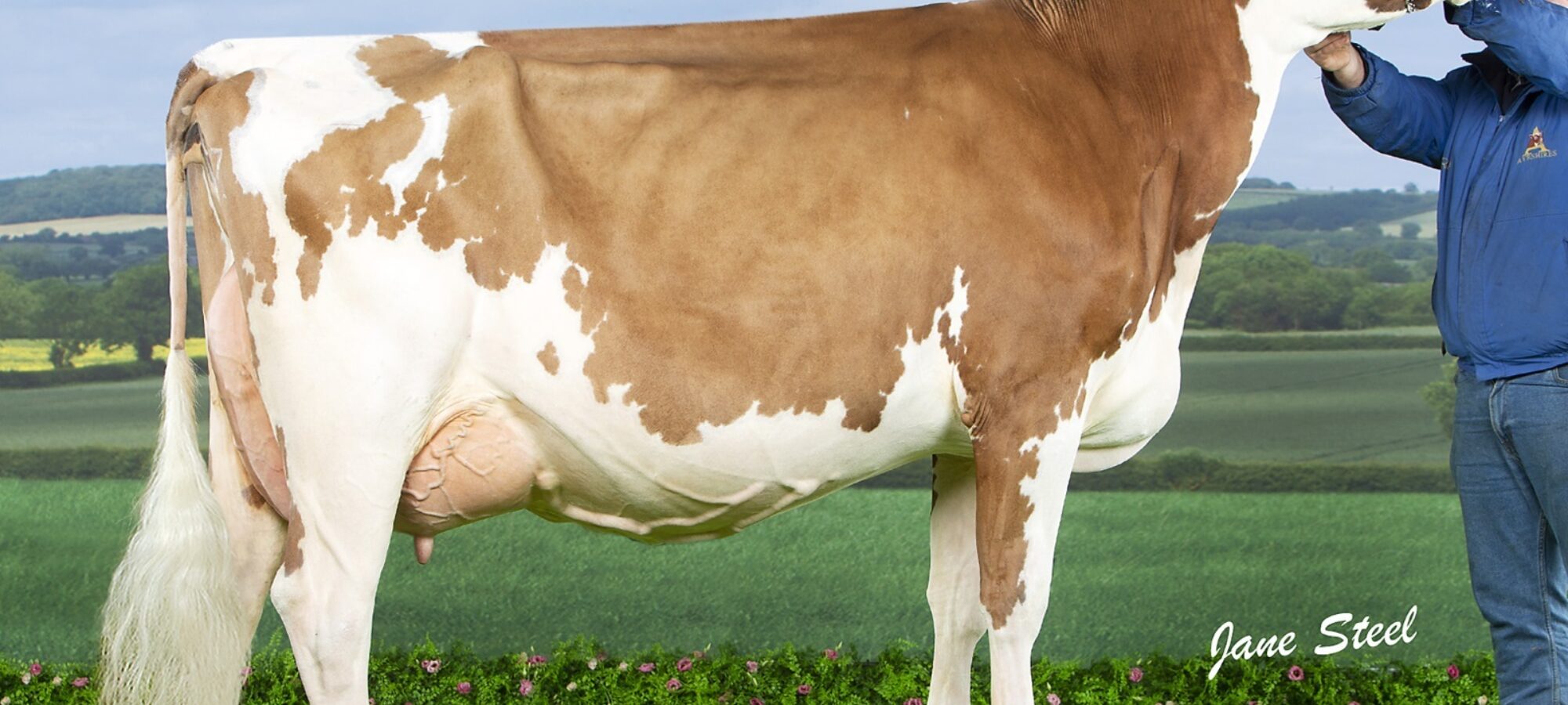 Beechmount Marie Girl 6 sired by Haresfoot Panache, she is also the dam of Beechmount Magic Mike.
