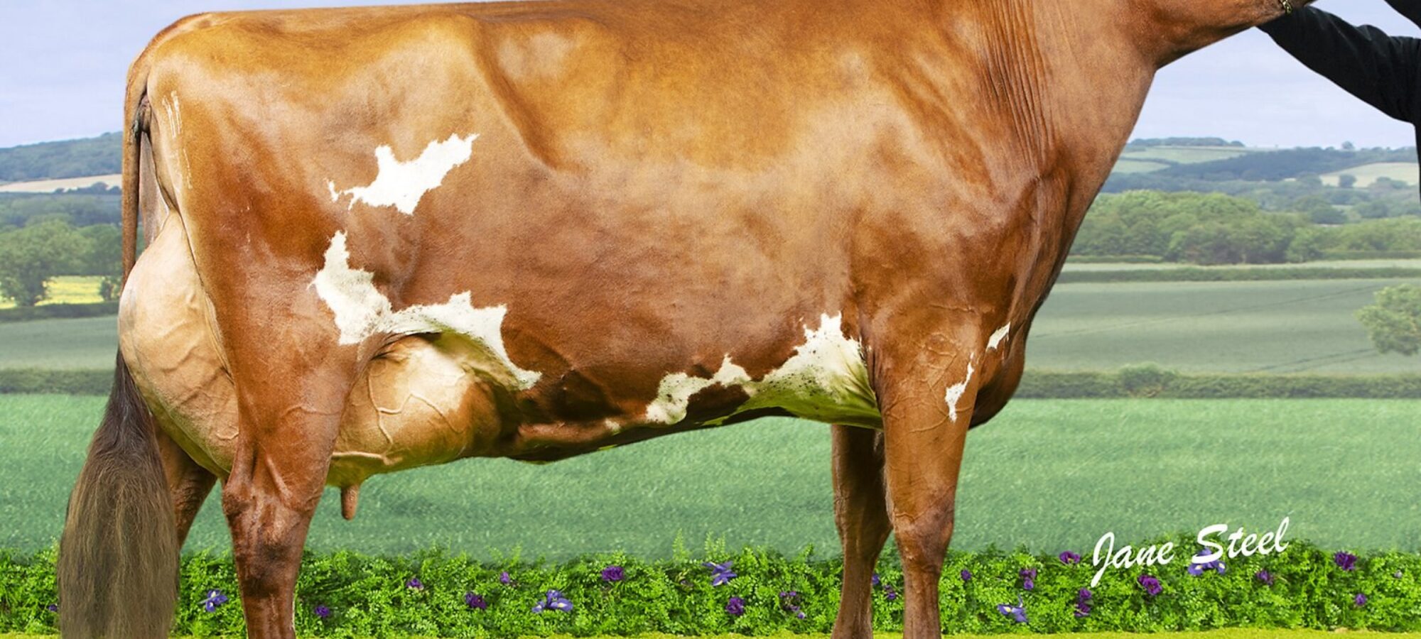 Champion, Troutbeck Burdette Jess 3 EX95 3E