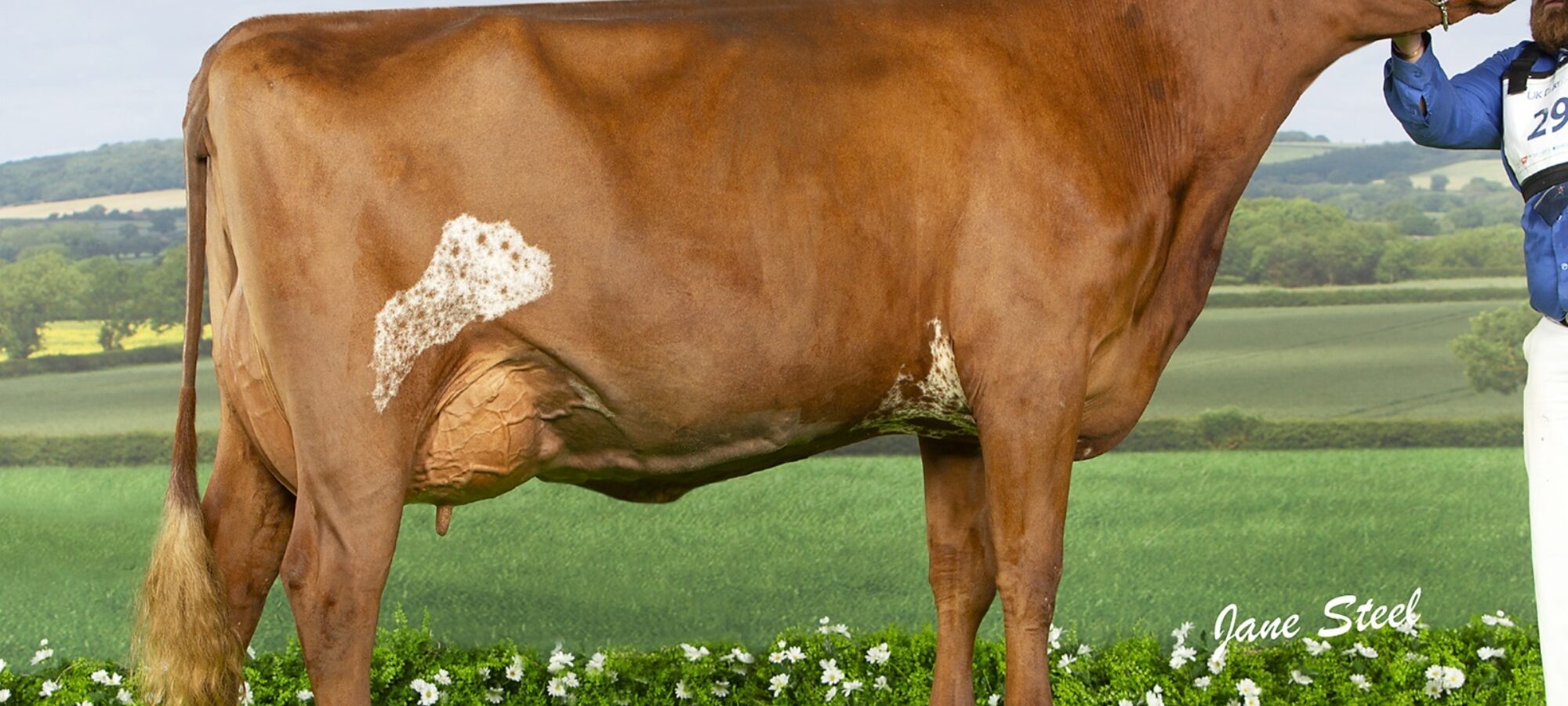 Fineview Skyfall Avril 2 - Sired by Troutbeck Skyfall